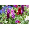 Gillyflower Mix Gilliflower Stock Flower Matthiola Incana Rose Blend Mix