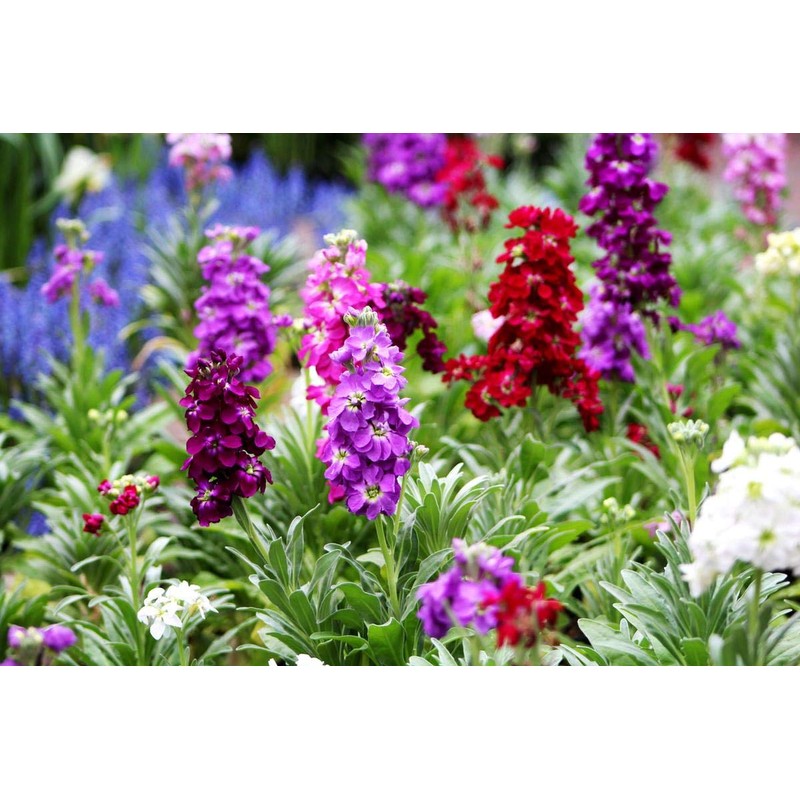 Gillyflower Mix Gilliflower Stock Flower Matthiola Incana Rose Blend Mix