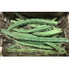 Cactus 20 Night Blooming Cereus Cactus Bulk Cacti Easy to