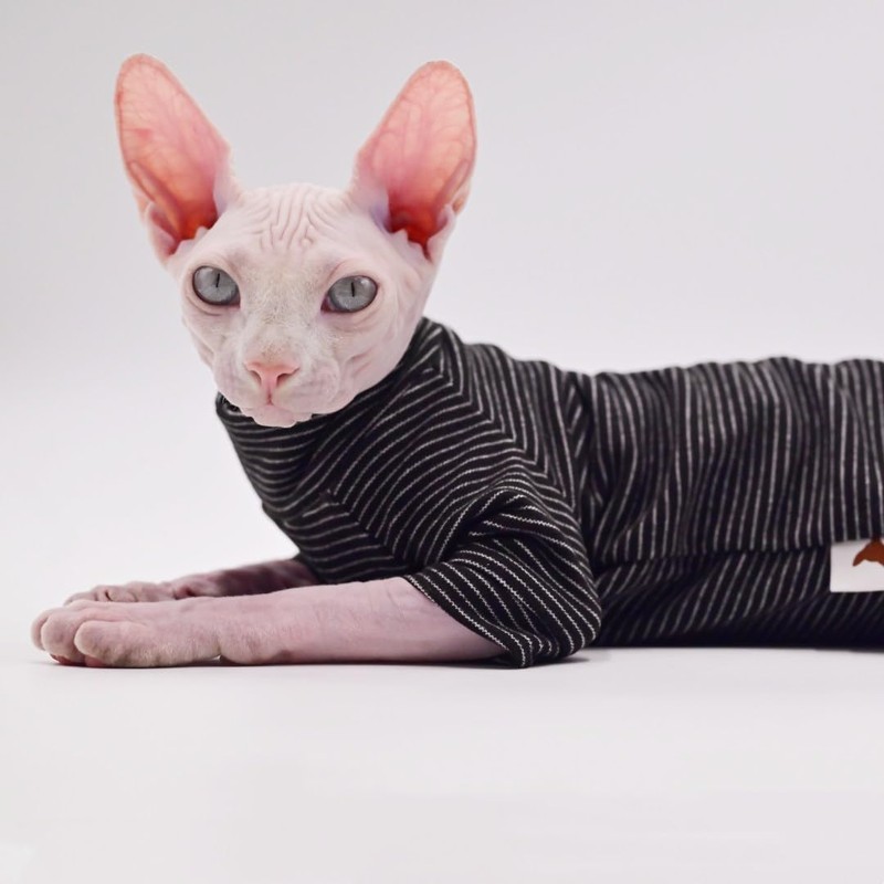 Ropa de gato sin pelo de terciopelo de cuatro patas,