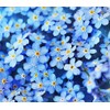 Forget Me Not Seeds - 5000 Flower Seeds - Perennial