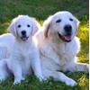 Golden Retriever Dog Greeting Card - Square