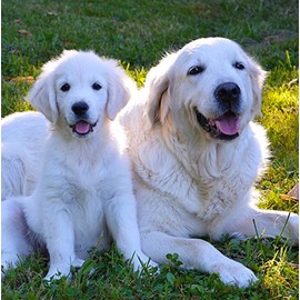 Golden Retriever Dog Greeting Card - Square