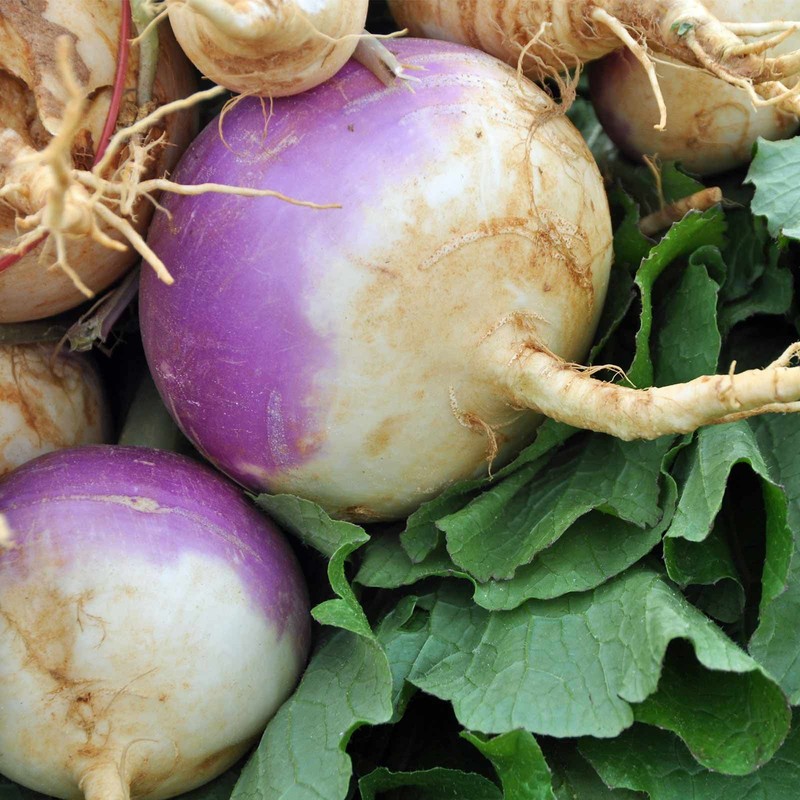 Turnip Garden Seeds - Purple Top White Globe - 1