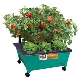 Emsco Group 2360 Little Pickers Raised Bed Children’s Improved Aeration – Mobile Unit with Casters – Teaches Kids Self Watering Grow Box, Teal