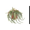 Hanging Rat Tail Succulent - 8" from California Tropicals
