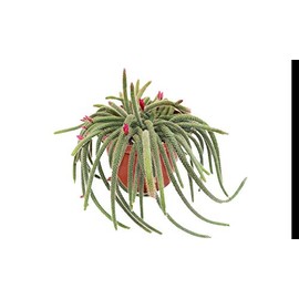 Hanging Rat Tail Succulent - 8" from California Tropicals