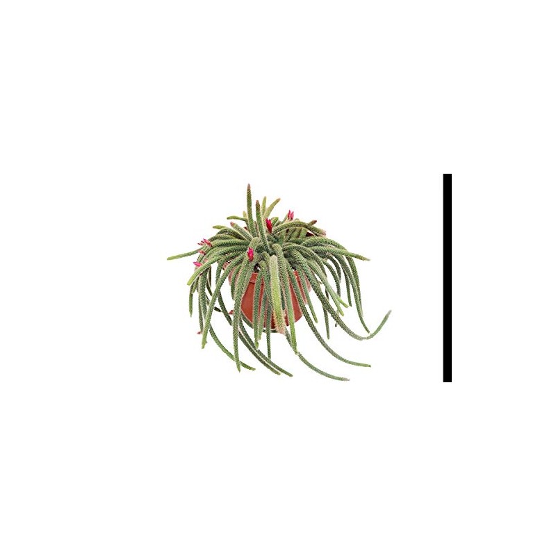 Hanging Rat Tail Succulent - 8" from California Tropicals