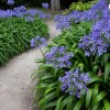 HSC Blue/White Lily of the Nile Rooted Adult Plant -