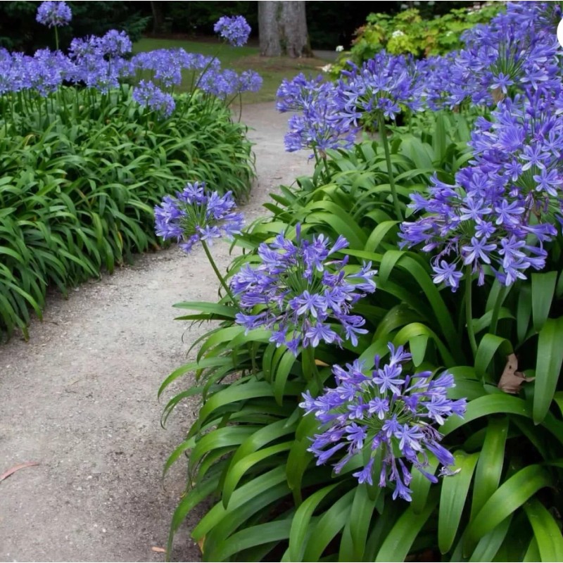 HSC Blue/White Lily of the Nile Rooted Adult Plant -