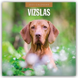 Vizslas – Magyar Vizsla – Kurzhaariger Ungarischer Vorstehhund 2025 – 16-Monatskalender: Original Red Robin Publishing Ltd-Kalender [Mehrsprachig] [Kalender] (Wall-Kalender)