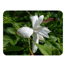 OFFICINALE Jasmine Grandiflora Live Plant Spanish Poet French Fragrant White Spring Flowers Starter Size 4 Inch Pot Emerald TM