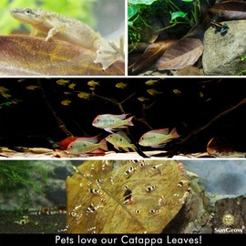 SunGrow Catappa Indian Almond Leaves, 7-8 Inches,10 Catappa Leaves for Betta Fish, Aquarium Water Conditioner, Tank Decoration, Freshwater Tank Accessories, Betta Fish Care, Aquatic Leaf Litter