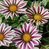 Outsidepride Gazania Big Kiss White Flame Flower Seeds - 25