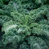 Charm Goods 동결건조 컬리케일 분말 120g 5통 Freeze-Dried Curly Kale
