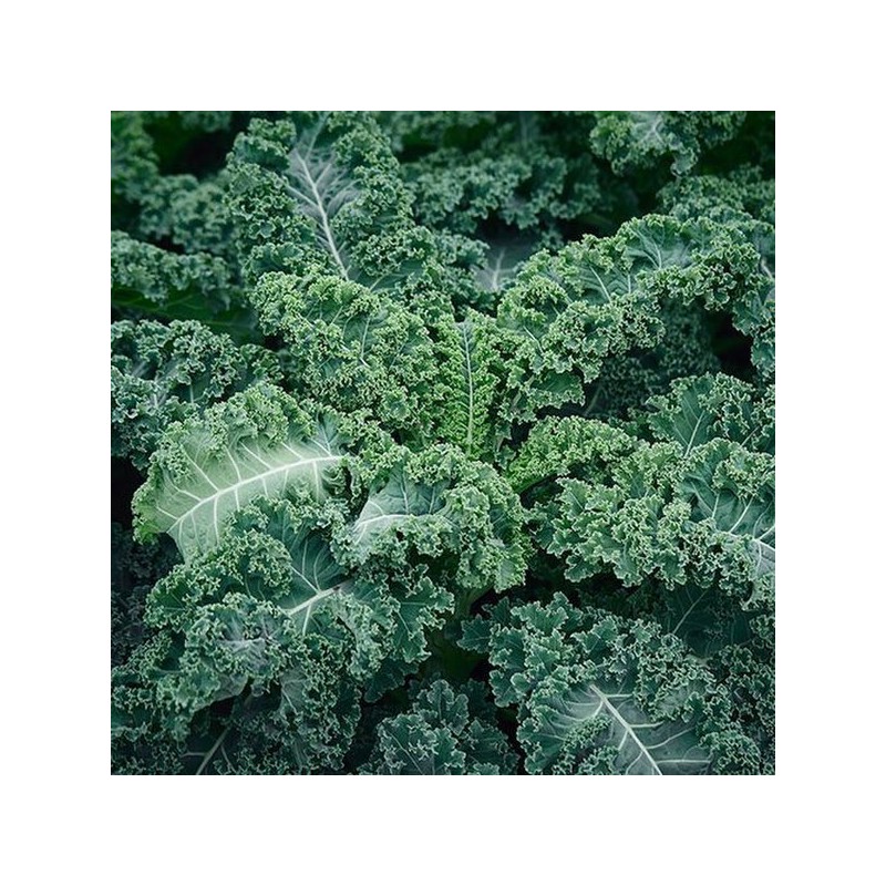 Charm Goods 동결건조 컬리케일 분말 120g 5통 Freeze-Dried Curly Kale