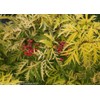 Proven Winners - Sambucus racemosa Lemony Lace (Elderberry) Shrub, ,