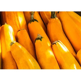 Golden Zucchini Summer Squash Seeds for Planting, 30+ Heirloom Seeds Per Packet, (Isla's Garden Seeds), Non GMO Seeds, Non GMO Seeds, Scientific Name: Cucurbita Pepo, Packaged for 2024 Growing Season
