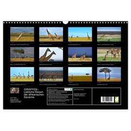 Giraffes - Lovely Giants of the African Savannah (Wall Calendar 2026 DIN A3 Landscape), CALVENDO Monthly Calendar: Giraffes - the Giants of the Savannah on ... Rainer Tewes Captured (CALVENDO Animals)