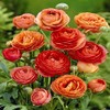 Ranunculus asiaticus Orange - 10 Flower Bulbs