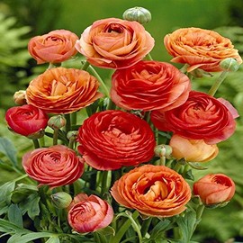Ranunculus asiaticus Orange - 10 Flower Bulbs