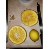 Sarahida 10 Seeds Gigant Lemons Organic Citrus Tree From Florida