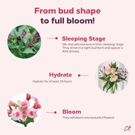 Aquarossa Farms - Alstroemeria Bouquet, Best Next-Day Fresh Flower for Delivery Prime, Ideal for Birthdays, Get Well Gift for Women, Anniversary, Sympathy, Congratulations, Thank You, Just because