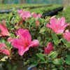 Brussel's Bonsai Live Satsuki Azalea Flowering Bonsai Tree - Small,