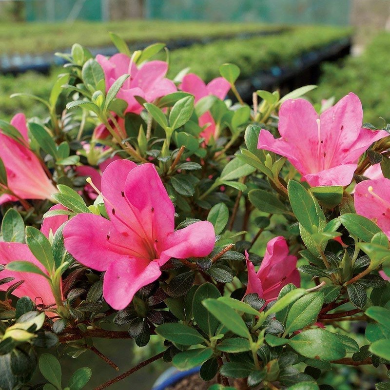 Brussel's Bonsai Live Satsuki Azalea Flowering Bonsai Tree - Small,