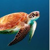 Wildlife Turtle Greeting Card - Square