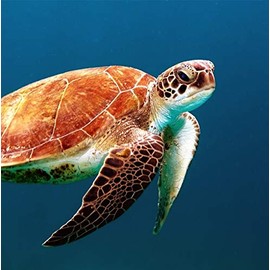 Wildlife Turtle Greeting Card - Square