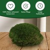 sphagnum-shop.com Bollenmoos preserved for moss pictures, decorative moss, premium quality,