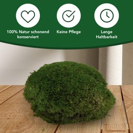 sphagnum-shop.com Bollenmoos preserved for moss pictures, decorative moss, premium quality, light green, item weight: 0.25