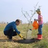 30 Pieces 20.5 Inch Weed Barrier Mats Non Woven Tree