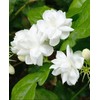 100+ Climbing Jasmine Flower Seeds for Planting-Non-GMO Jasmine Gardenia Plant