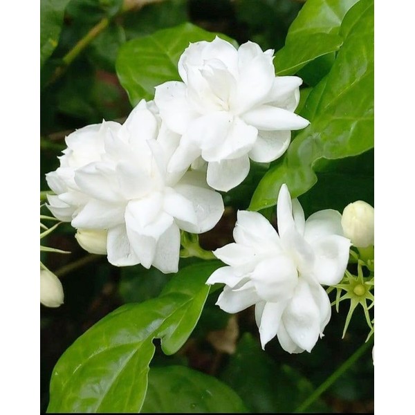 100+ Climbing Jasmine Flower Seeds for Planting-Non-GMO Jasmine Gardenia Plant