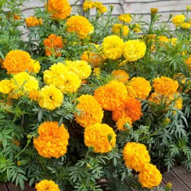 Flowers 300+ Marigold, African  "Crackerjack" Seeds FRESH HARVEST FOR GARDENS