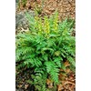 Ferny Corydalis Seeds - Yellow Bleeding Heart ,10 Seeds Shade