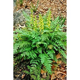 Ferny Corydalis Seeds - Yellow Bleeding Heart ,10 Seeds Shade loving plant !