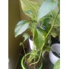 Cascabel Rattle Chili Pepper Chile plant organic last 3 pics