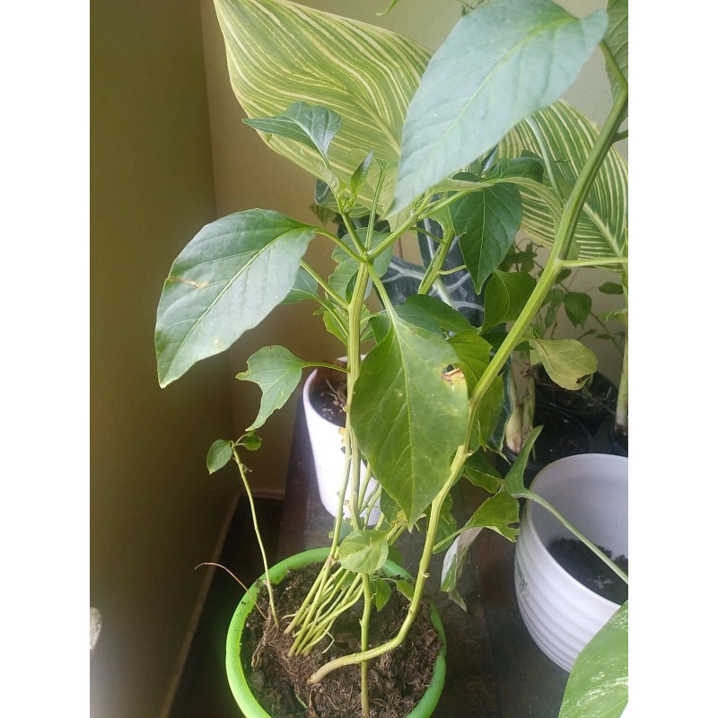 Cascabel Rattle Chili Pepper Chile plant organic last 3 pics