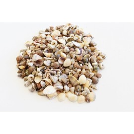 FSG - 8 oz (800+) Tiny Indian Ocean Shell Mix Mini Shells 1/4" Seashells Crafts Beach Decor Sailors Valentines