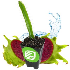 Edgar's Baby Dragon Fruit Cactus - Hylocereus undatus by Wellspring Gardens - Tropical Fruit Plant, Lush Home Gardening, Unique Flavor, Easy Grow, Exotic Decor - Starter Plant