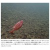 IMAKATSU Hadurgill 3.9" (Eco Compatible) (#S-14 Green Pumpkin Pepper)