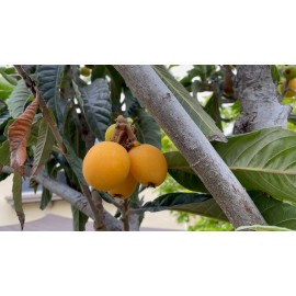 Chandelier Craft & Gardening Loquat Seeds Japanese Chinese Plum Eriobotrya Japonica Organic Fresh from CA, US - 30 Seeds