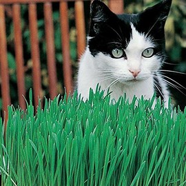 Palm Beach Medicinal Herbs - Cat Grass (Avena Sativa) - Packet of 20 Seeds