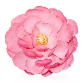 Pink Flower Heads for Centerpieces, 3.15 Inch Silk Peony Artificial Flower Heads European Style, 10 Pcs Fake Peonies Large Flower Heads for Crafts, Flower Arrangement, Bridal Showers, Home Office