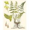 Botanical Set of 6 Prints Unframed Antique Beautiful Ferns Green