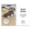 Go Do Good Stud Earrings - Sand Dollar