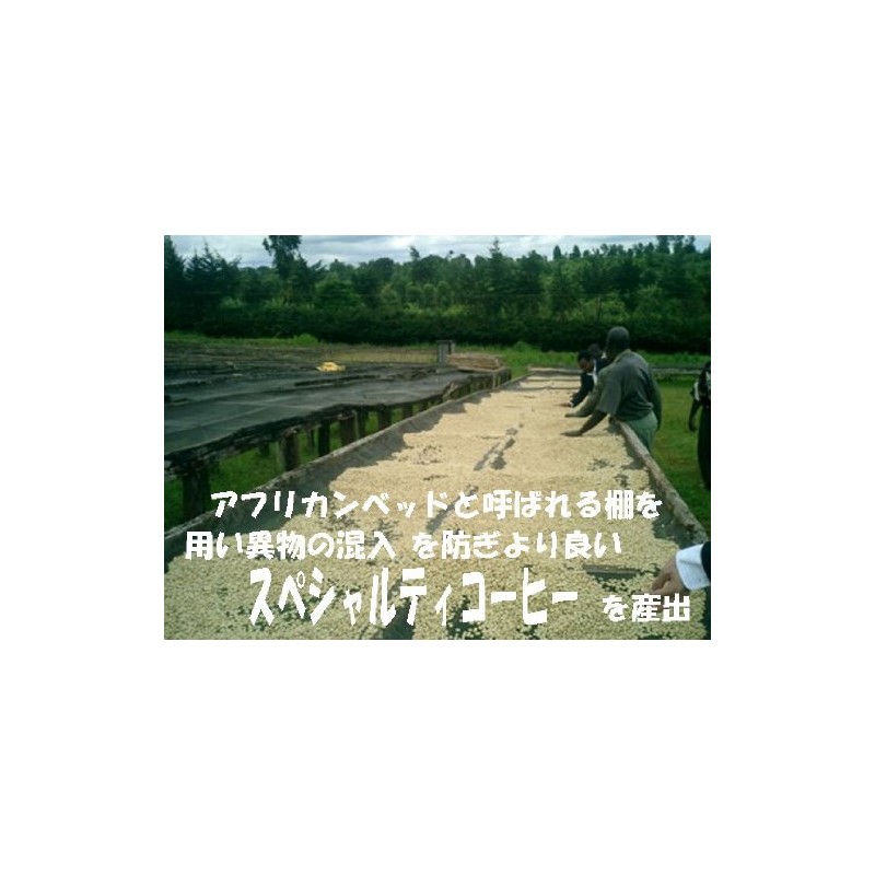 bears coffee beans Kenya Maasai AA 50g (beans) Premium Coffee